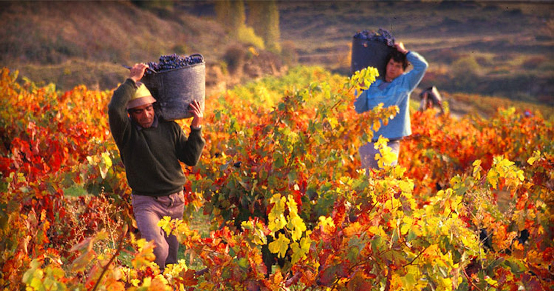 South American Grapes