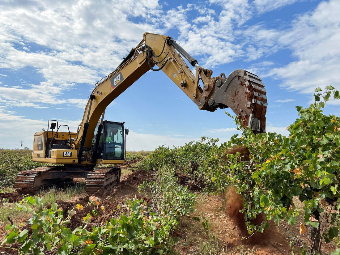 Almost Lost: The Grapes That Nearly Didn't Make It
