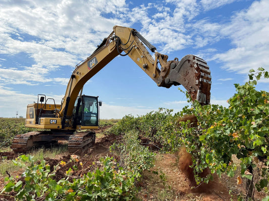 Almost Lost: The Grapes That Nearly Didn't Make It