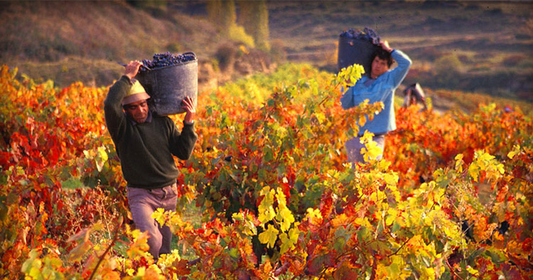 South American Wines