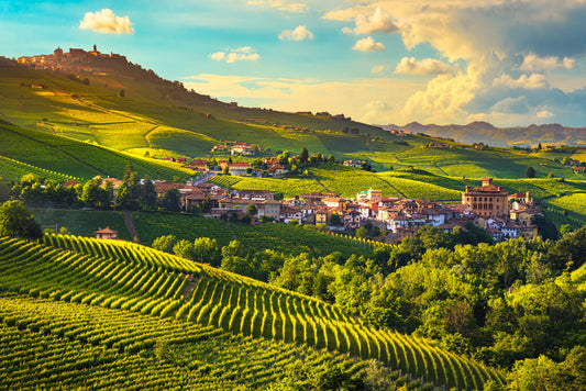 Piemonte Italy Vineyard Unrooted