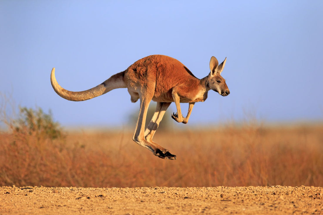 Natural Wines of Australia